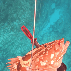 4" FREEDIVING KNIFE - TRAPSKI