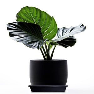 HC Companies Classic 21.13 Inch Round Saucer Tray for Pots, Black (12 Pack)