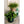 The HC Companies 24 Inch Plastic Classic Flower Pot Planter, Brown (2 Pack)