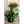 The HC Companies 12 In Plastic Classic Flower Pot Planter, Terra Cotta (6 Pack)