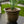 HC Companies Sierra 10 Inch Round Garden Planter Pot, Celtic Bronze (3 Pack) - TRAPSKI