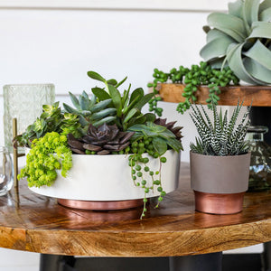 The HC Companies 8 Inch Capri Bowl Indoor Planter Pot, Vanilla Bisque (10 Pack)