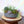 The HC Companies Capri Bowl Succulent Planter, Faux Concrete Copper (10 Pack) - TRAPSKI