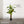 Maia Shop Artificial Banana Tree 5 Feet Tall Tropical Home Decoration, 60 Inches