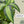 Maia Shop Artificial Dracaena Plant 3.9ft Tall Tropical Palm Tree, 47 inches