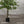 Maia Shop Artificial Ficus Tree 6 Feet Tall Tropical Home Decoration, 71 Inches