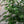 Maia Shop Artificial Ficus Tree 6 Feet Tall Tropical Home Decoration, 71 Inches