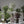 Maia Shop Artificial Ficus Tree 6 Feet Tall Tropical Home Decoration, 71 Inches