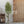 Maia Shop Artificial Olive Tree 6 Feet Tall Potted Home Decoration, 71 Inches