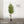 Maia Shop Artificial Olive Tree 6 Feet Tall Potted Home Decoration, 71 Inches