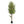 Maia Shop Artificial Olive Tree 6 Feet Tall Potted Home Decoration, 71 Inches