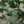 Maia Shop Artificial Eucalyptus Tree 5' Tall, Fake Tree with Natural Wood Trunk