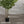 Maia Shop Artificial Eucalyptus Tree 5' Tall, Fake Tree with Natural Wood Trunk
