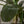 Maia Shop Artificial Banana Tree 7 Feet Tall Tropical Home Decoration, 83 Inches
