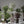 Maia Shop Artificial Banana Tree 7 Feet Tall Tropical Home Decoration, 83 Inches