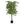 Maia Shop Artificial Ficus Tree 5 Feet Tall Tropical Home Decoration, 60 Inches