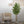 Maia Shop Artificial Eucalyptus Tree 6' Tall, Fake Tree with Natural Wood Trunk