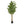 Maia Shop Artificial Eucalyptus Tree 6' Tall, Fake Tree with Natural Wood Trunk