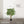 Maia Shop Artificial Bamboo Tree 3.5 Ft Tall Tropical Home Decoration, 41 Inches