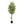 Maia Shop Artificial Olive Tree 5 Feet Tall Potted Home Decoration, 60 Inches