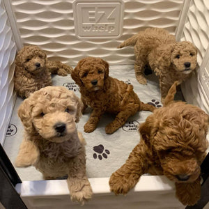 EZwhelp EZclassic 38" x 38" Puppy Dog Whelping Box Playpen with Rails & Liner - TRAPSKI