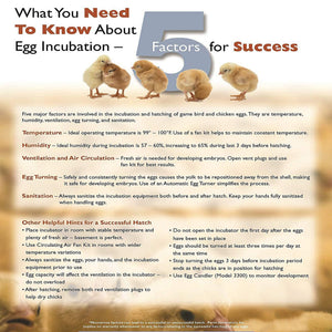 Farm Innovators 40W Digital Circulated Air Incubator for Up to 4 Eggs (4 Pack)