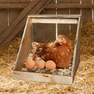 Farm Innovators Single Nesting Box for Chickens, Ducks and Birds, 3 Pack, Brown