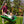 gobaplay Boat Swing, 53