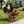 Majestic Eagle with Spread Wings Garden Planter Pot