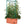 Hydrofarm GCTR 10 Gal Tomato Garden Planting System & 4' Trellis Tower on Wheels