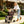 Double Pet Stroller for Dogs and Cats