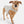 Stratus Lite Reversible Dog Jacket