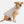 Stratus Lite Reversible Dog Jacket