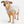 Stratus Lite Reversible Dog Jacket