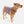 Stratus Lite Reversible Dog Jacket
