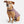 Stratus Lite Reversible Dog Jacket
