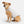 Stratus Lite Reversible Dog Jacket