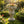 MGO Garden Planter in Rust