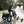 Rottweiler Etrike