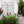 2 Pack Metal Garden Trellis 86.7