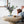 Organic Design Oval Coffee Table