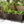 8x4x1.5 ft Galvanized Raised Garden Bed