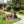 Rottweiler Dog Family Planter Statue
