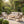 4-Piece Acacia Wood Patio Seating Set