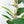 5.2FT Artificial Fiddle Leaf Fig Tree With Decorative Pot