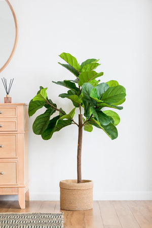 25x25x52"H Fiddle Fig Leaf Tree with 40 Leaves
