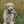 HuntEmUp Premium Duck Dog Training Dummy Mallard Bumper for Retrievers