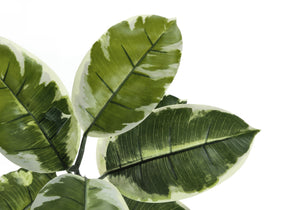 52" Tall Artificial Rubber Tree Indoor Plant