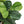 7FT Tall Artificial Banyan Tree Silk Plant – Large Faux Greenery