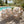 Outdoor 7-Piece Dining Set - Rectangular Teak Wood Table + 6 Wicker Chairs with Cushions